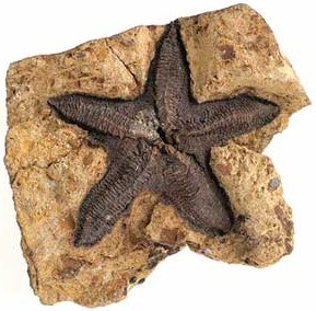Photo:  Fossil sea star (Eoactis stachi), Late Silurian (c. 420 million years old), Melbourne, Victoria